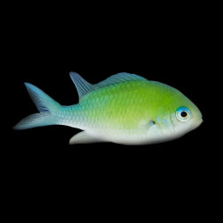 RedSea Green Chromis