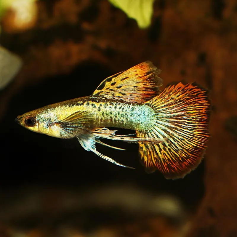 Cobra Guppy - Male