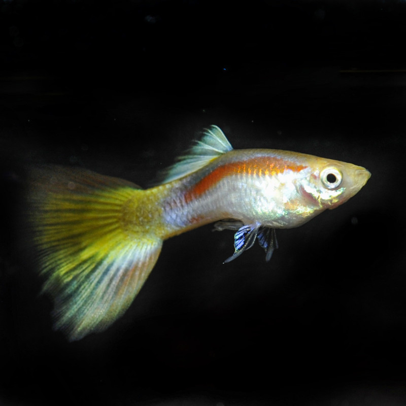 Laser Guppy - XL