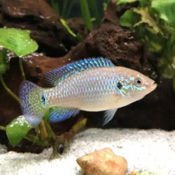 Blue Jewel Cichild - L