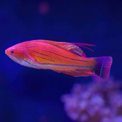 Carpenters Flasher Wrasse ML