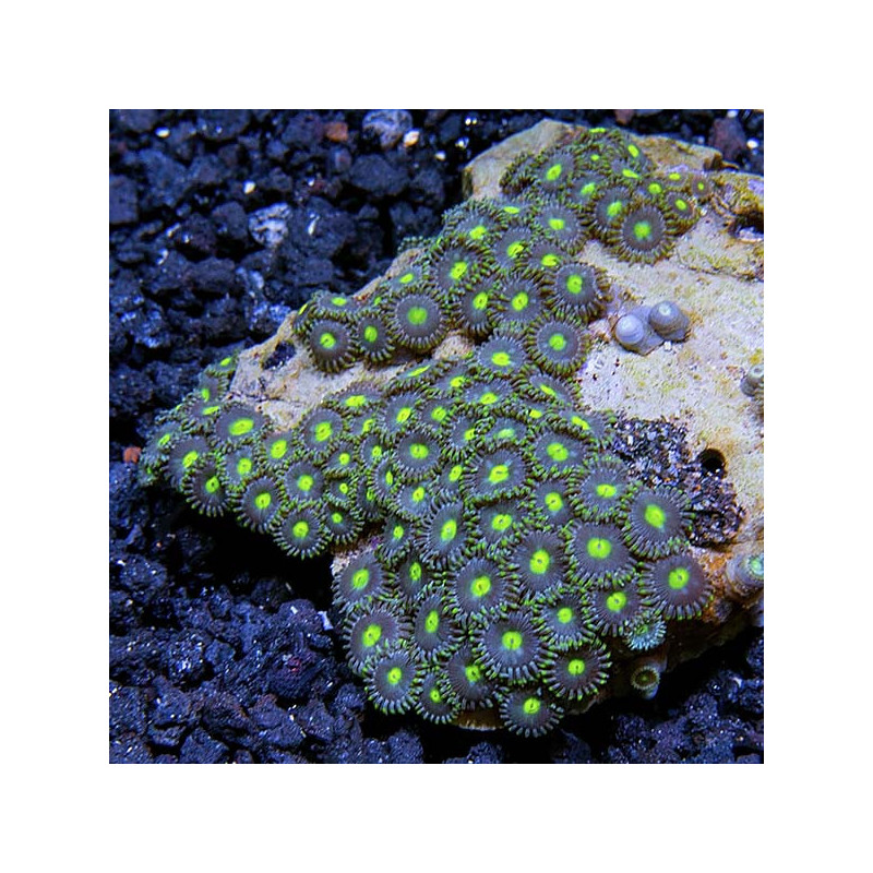 Assorted Blue Green Polyps M