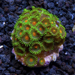 Assorted Green Polyps