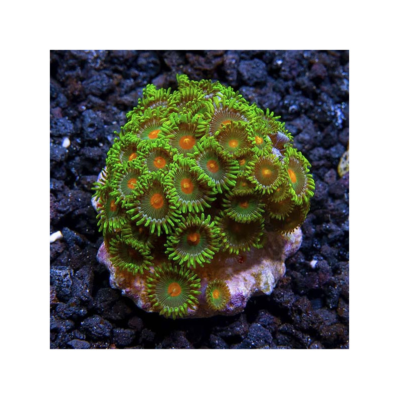 Assorted Green Polyps