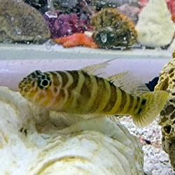 Ascension Goby M
