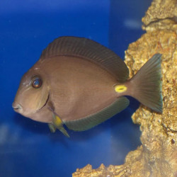 Monrovia Doctorfish S