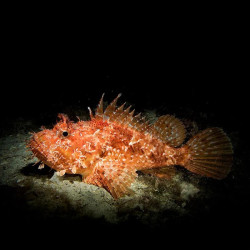 Red Scorpionfish M