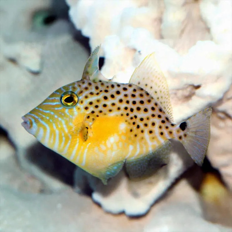 Golden Heart Triggerfish - Adult S