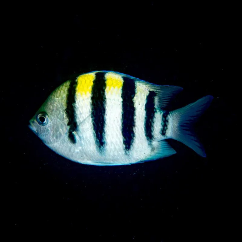 Sergeant Major Damselfish - S
