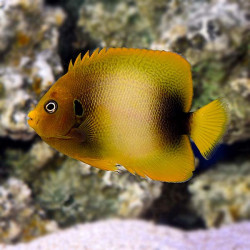 West African Angelfish - Adult S