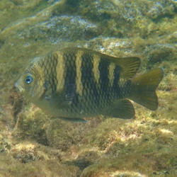 Night Sergeant Damselfish - S