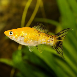 Assorted Lyretail Molly