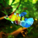 Neon Multicolor Plakat Betta - Male