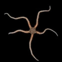 Fancy Brittlestar