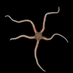 Fancy Brittlestar