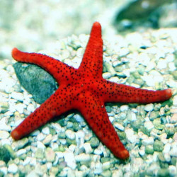 Red Starfish - M