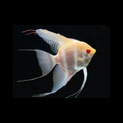Albino Angelfish