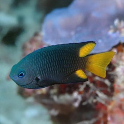Philippine Damselfish M