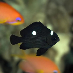 Three Spot Domino Damselfish