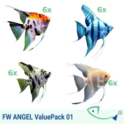 FW Angel ValuePack 1