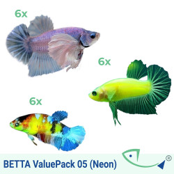 BETTA ValuePack (Neon) 05