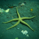 Green Starfish