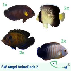 SW Angel ValuePack 2 (Dwarf)