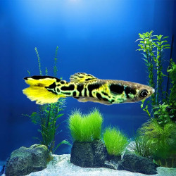 Endler Tiger Guppy