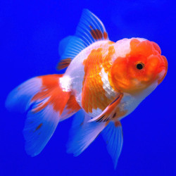 Red And White Oranda Goldfish
