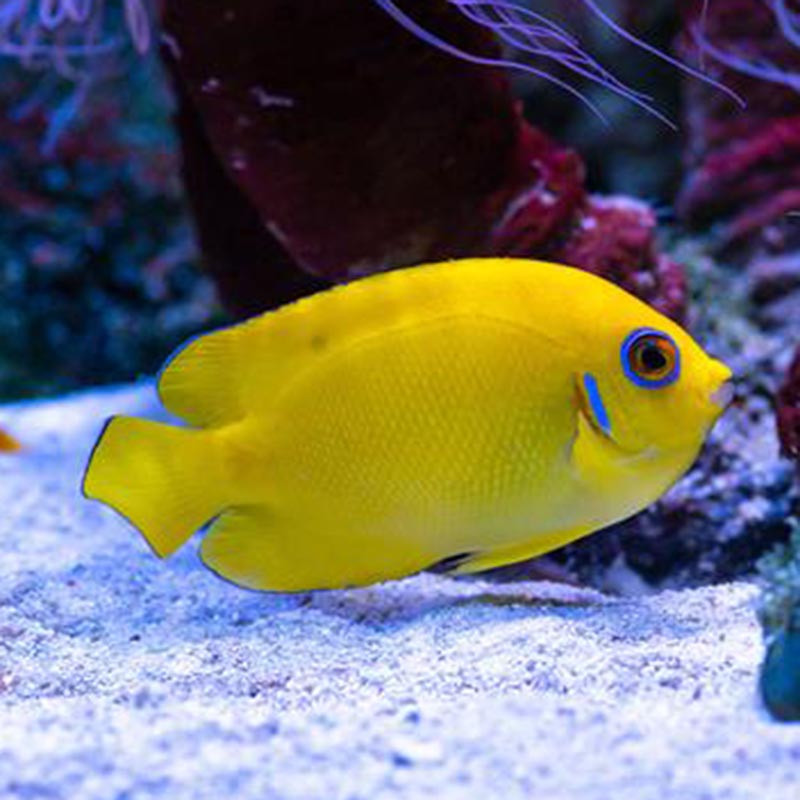 Lemonpeel Angel M