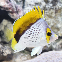 Declivis Butterflyfish M