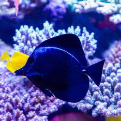 Black Longnose Tang M