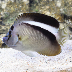 Griffis Angelfish M