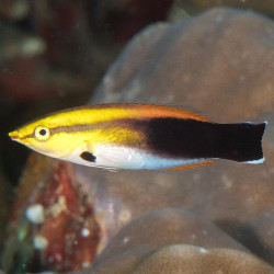 Blackspot Cleaner Wrasse M