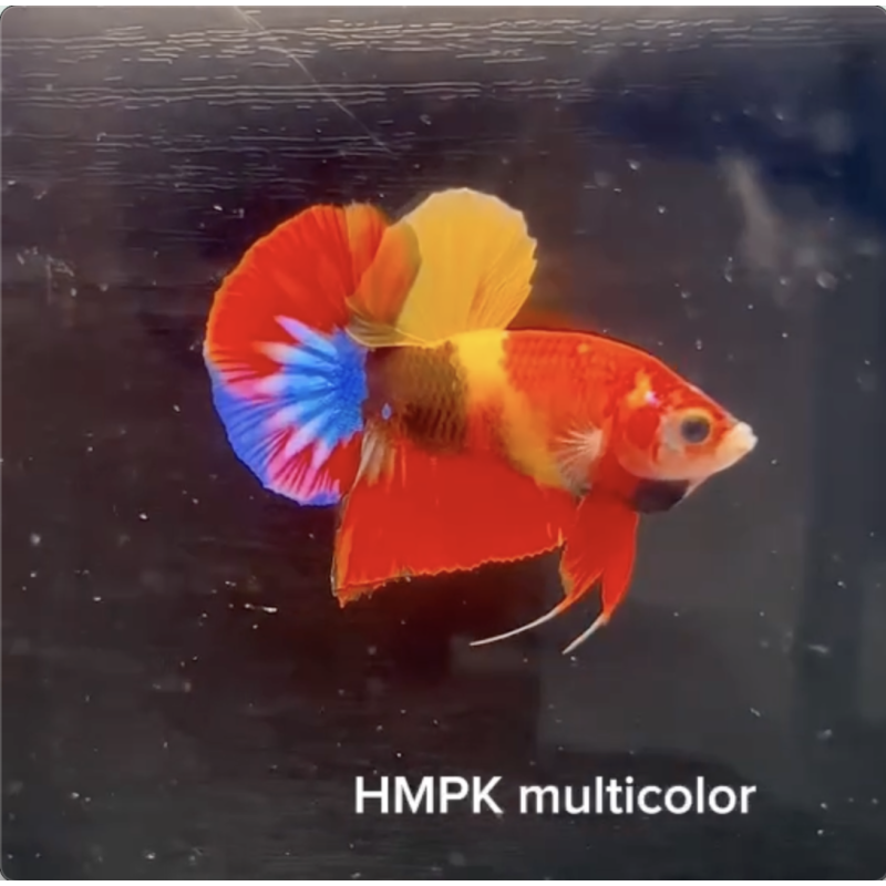 Multicolor Halfmoon Plakat Betta (WYSIWYG)