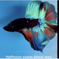AVATAR Halfmoon Betta (Black Star) (WYSIWYG)