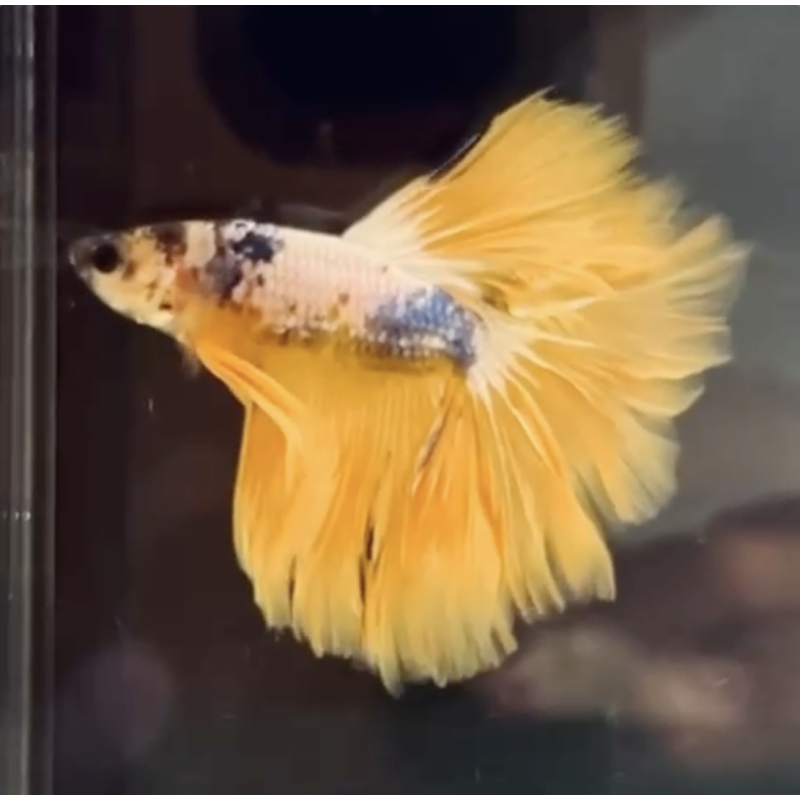 FANCY HALFMOON Yellow Betta (WYSIWYG)