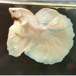 HALFMOON WHITE OPEK Betta (WYSIWYG)