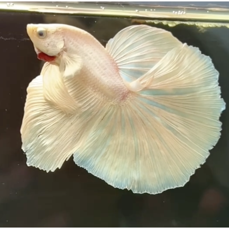 HALFMOON WHITE OPEK Betta (WYSIWYG)