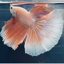 HALFMOON DRAGON Betta (WYSIWYG)