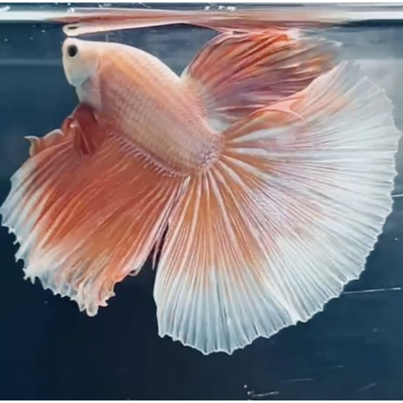 HALFMOON DRAGON Betta (WYSIWYG)
