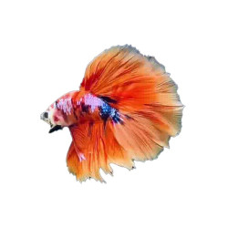Halfmoon Koi Tangerin Betta (WYSIWYG)