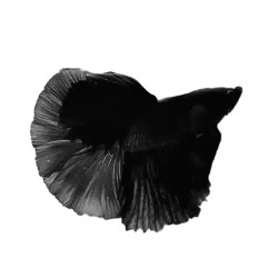 Halfmoon Black Betta (WYSIWYG)
