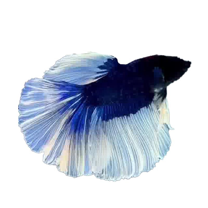 Halfmoon Blue Butterfly Betta