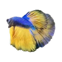 Halfmoon Blue Mastered Betta (WYSIWYG)