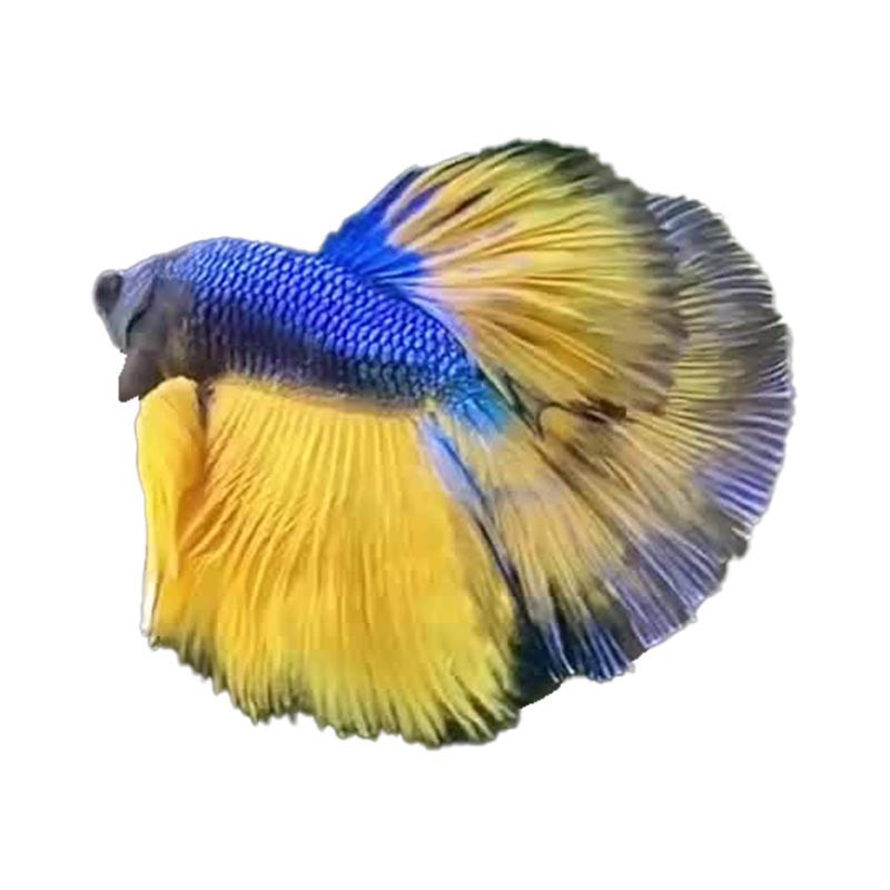Halfmoon Blue Mastered Betta