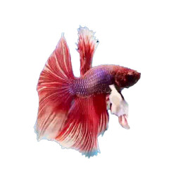 Halfmoon Elephant Ear Betta (WYSIWYG)