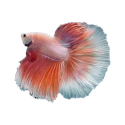 Halfmoon Rose Petal Betta (WYSIWYG)