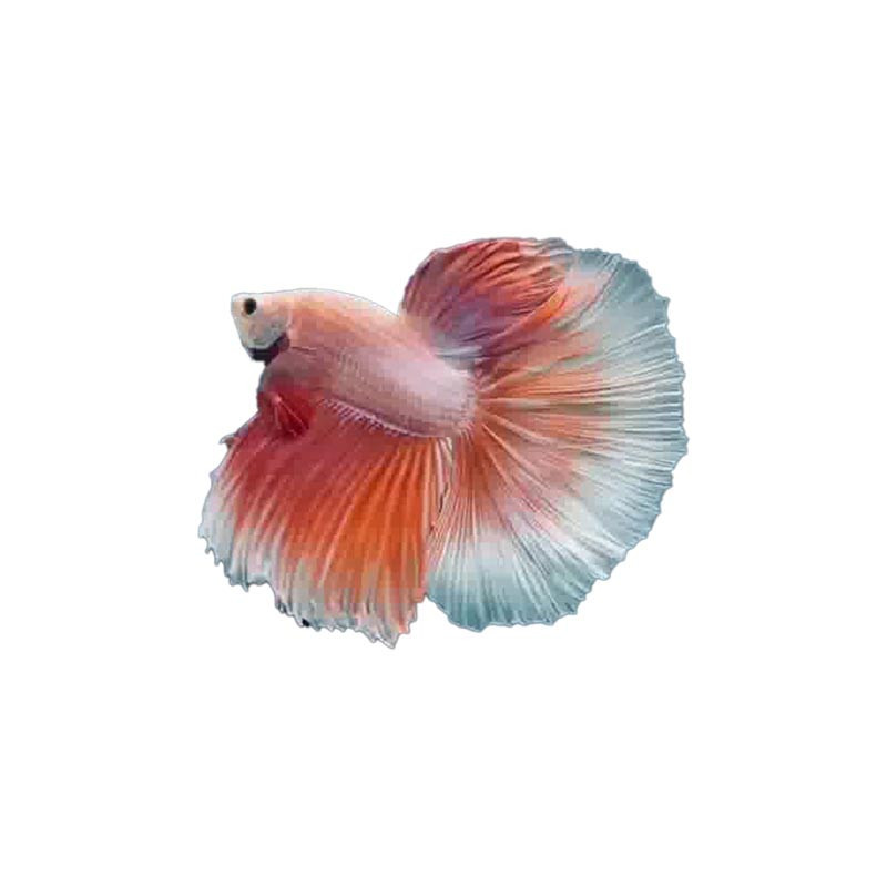 Halfmoon Rose Petal Betta