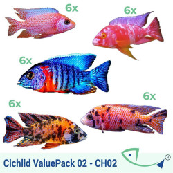 Cichlid ValuePack 02 (PEACOCK)
